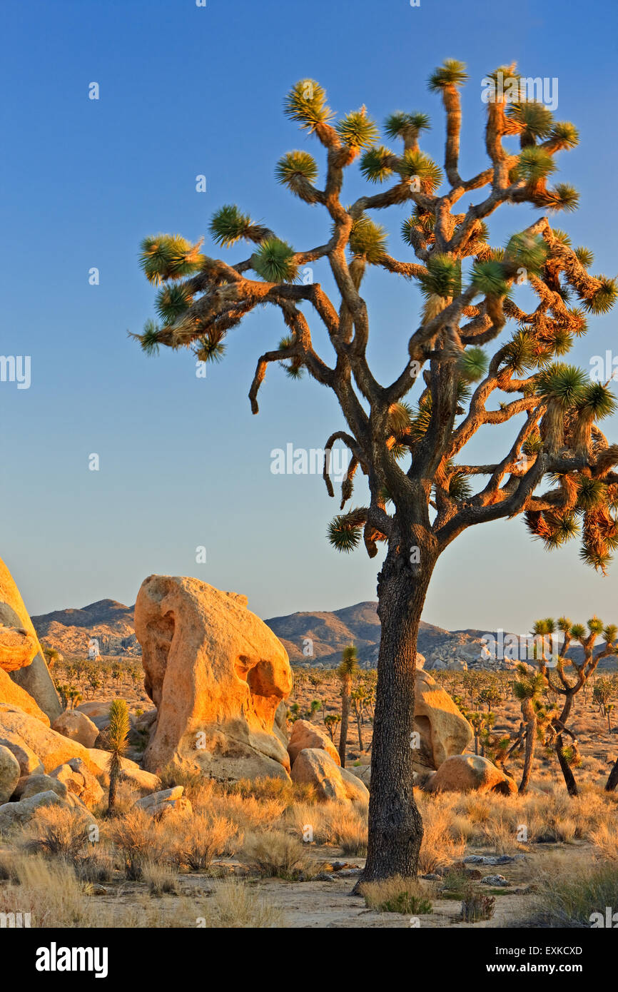 Joshua Tree, el Parque Nacional de Joshua Tree, en el desierto de Mojave, California, EE.UU. Foto de stock