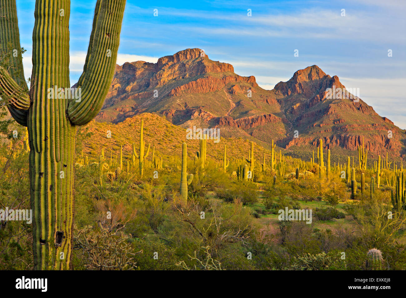 Ajo Range Mountains, cactus saguaro, el muelle, el Monumento Nacional Organ Pipe, Arizona, EE.UU. Foto de stock