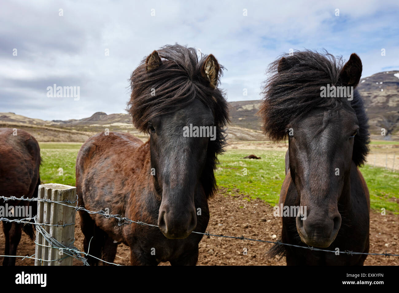 Caballos islandeses Islandia Foto de stock