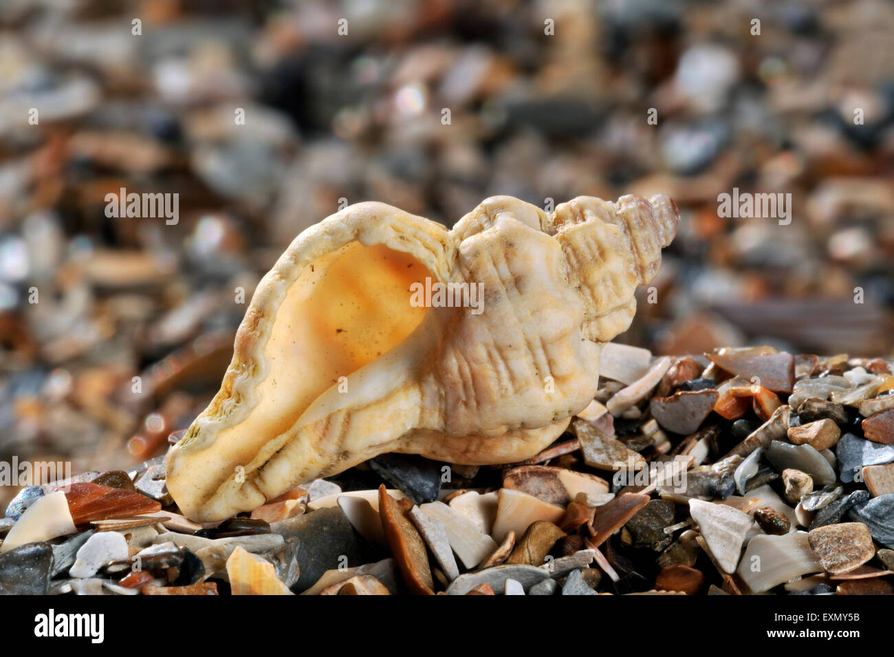 Sting winkle / taladro / Erizo Oyster Murex (Ocenebra erinacea) lavados en la playa Foto de stock