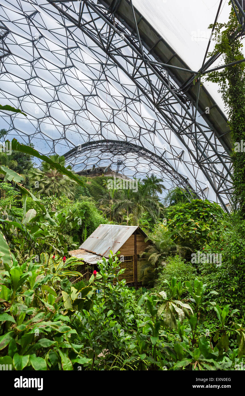 Interior del bioma de selva tropical en el Eden Project, Bodelva, cerca de St Austell, Cornwall, Inglaterra, Reino Unido. Foto de stock