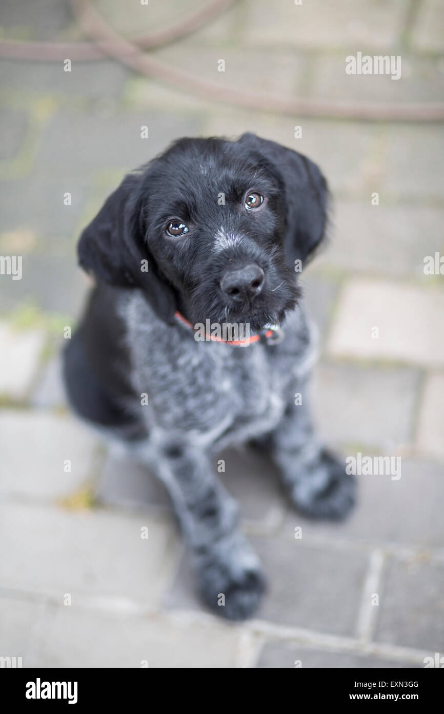 Retrato de joven perro blanco y negro Foto de stock