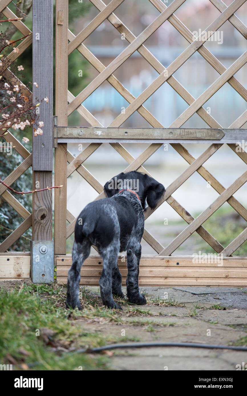 De joven Backview perro blanco y negro esperando en Garden Gate Foto de stock