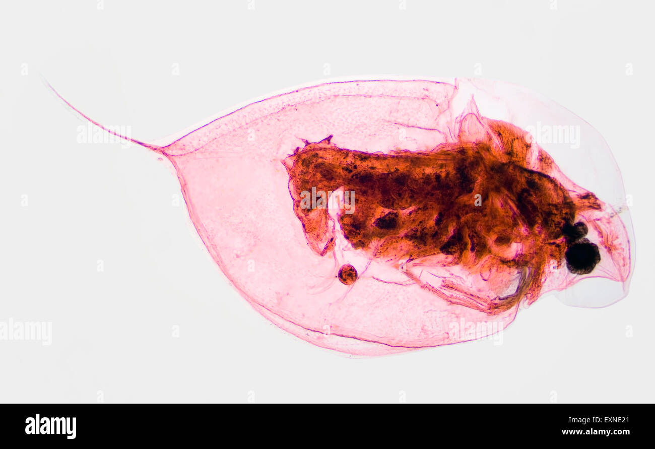 Imagen microscópica del estanque plancton Daphina pulgas de agua Foto de stock