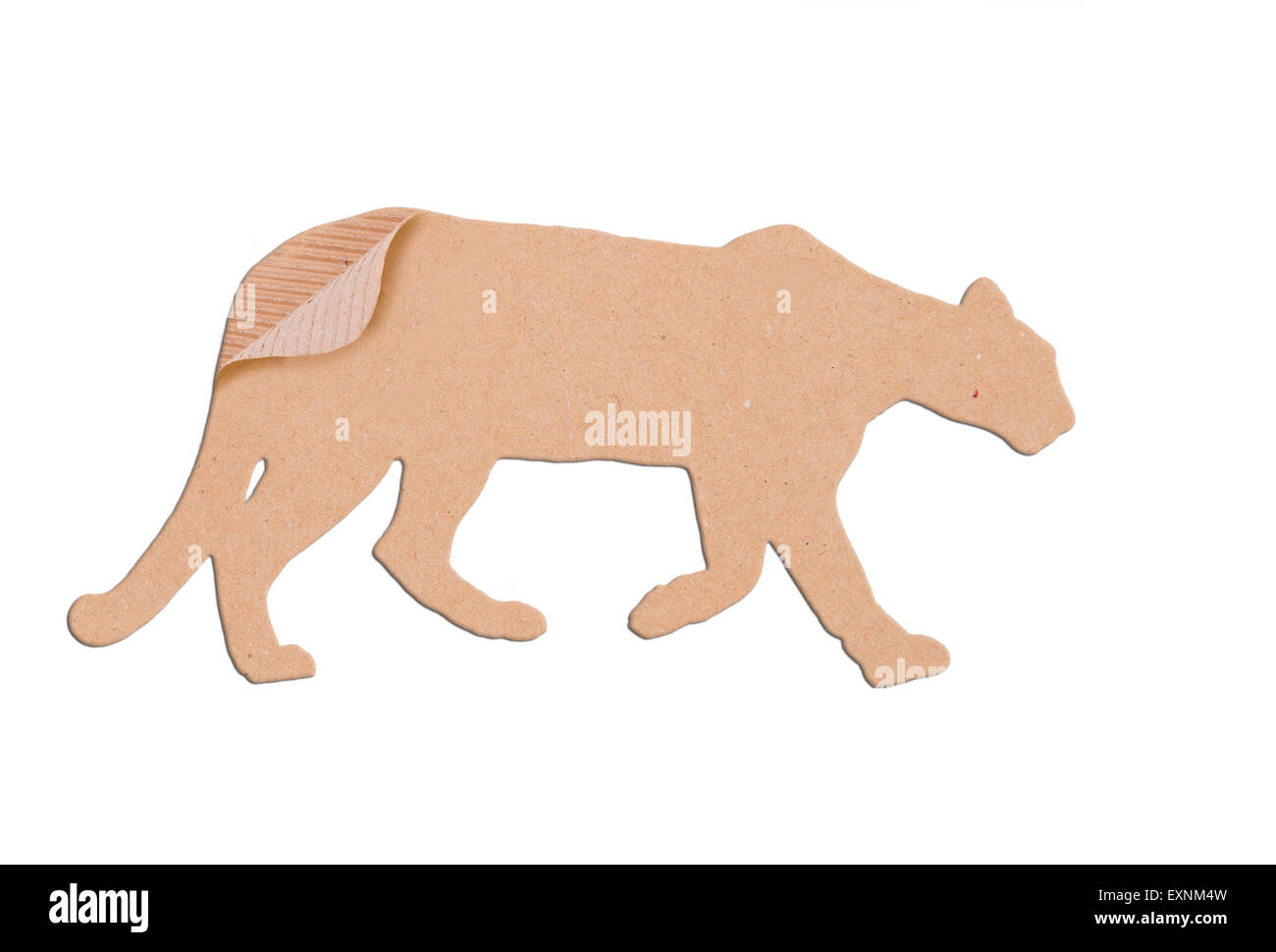Puma animal Imágenes recortadas de stock - Alamy