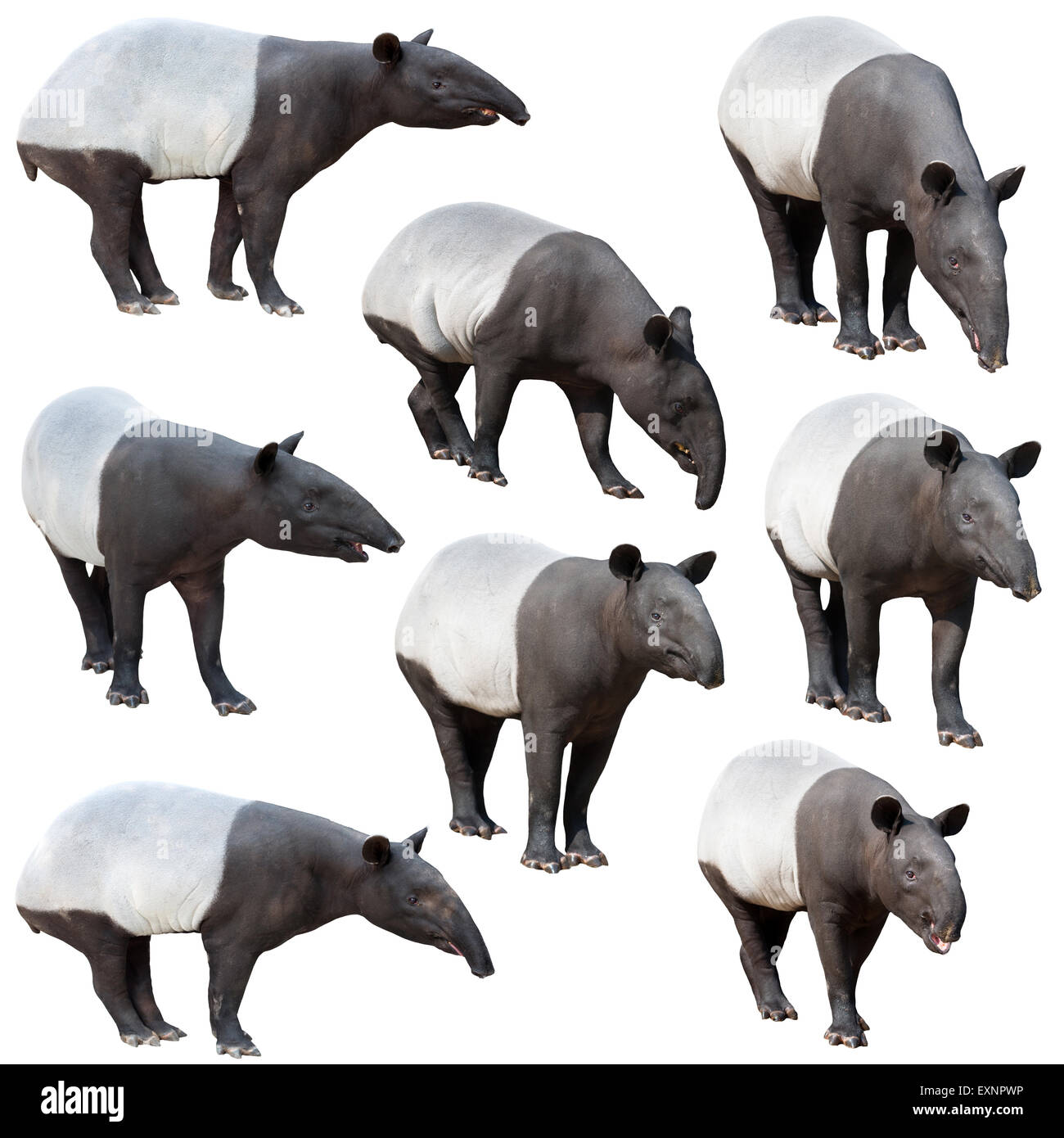 La danta o tapir asiático malaya colección aislado sobre fondo blanco. Foto de stock