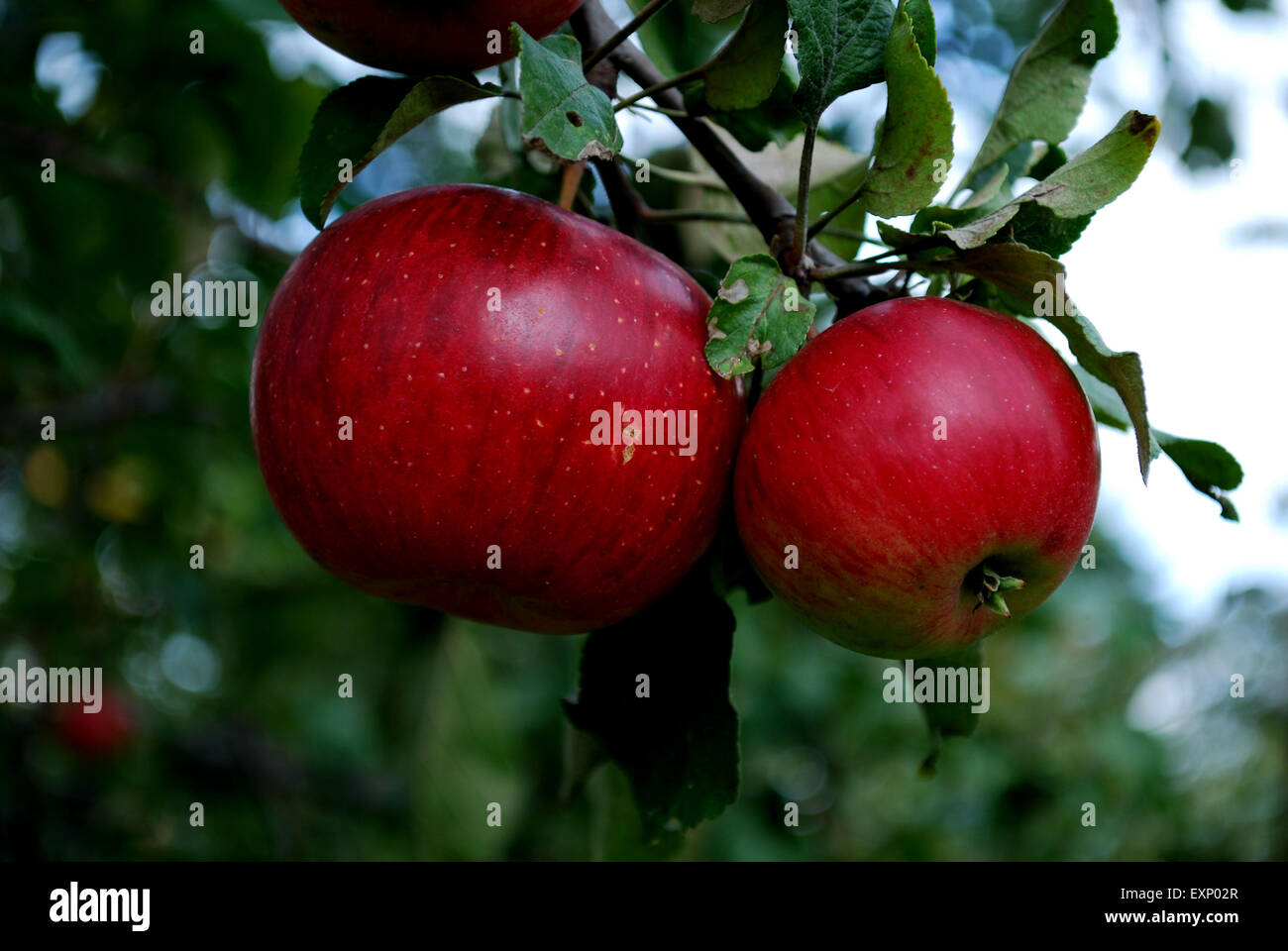 manzanas Foto de stock