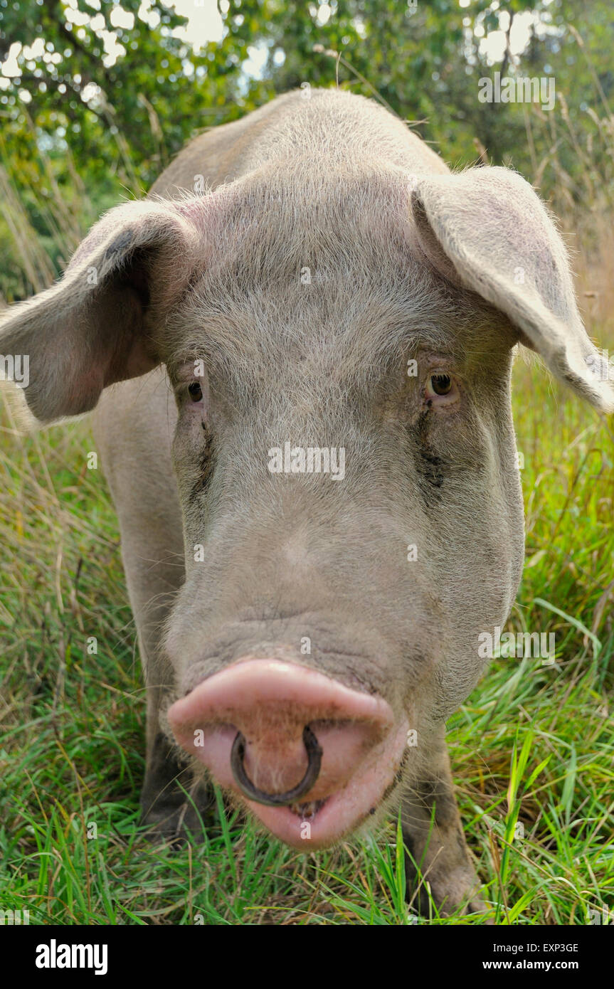 Cerdo con anillo en la nariz fotografías e imágenes de alta resolución -  Alamy