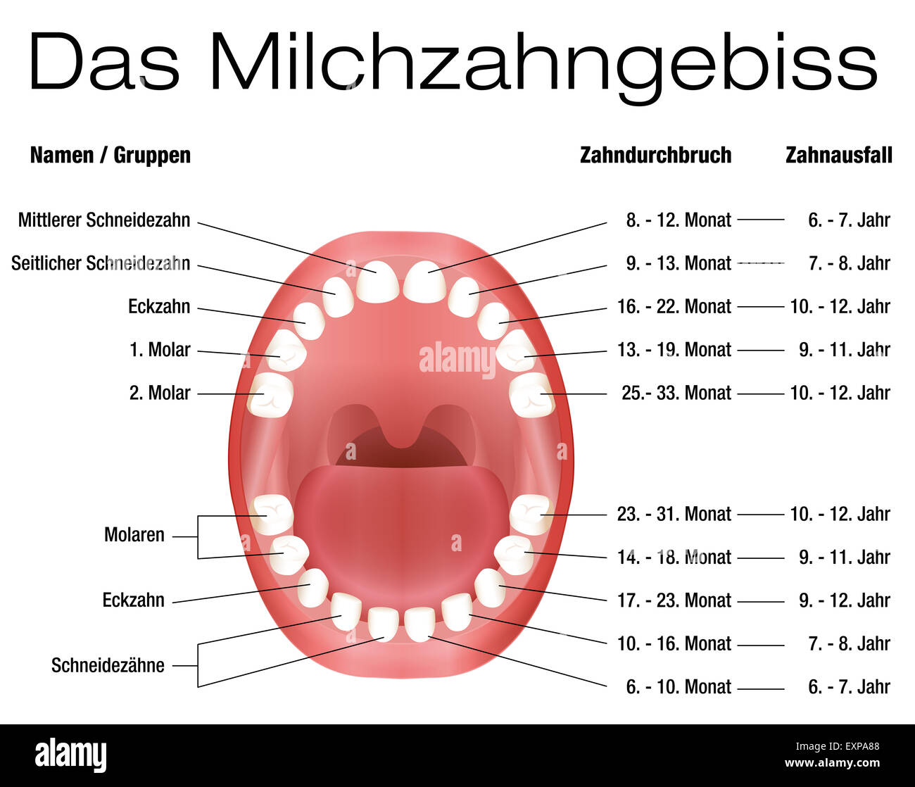 Dientes de leche - nombres, grupos, periodo de erupción y desprendimiento de los dientes de los hijos. Rótulos en alemán! Foto de stock