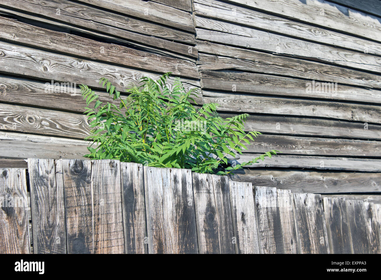 Bush verde creciendo sobre tablones de madera vieja Foto de stock