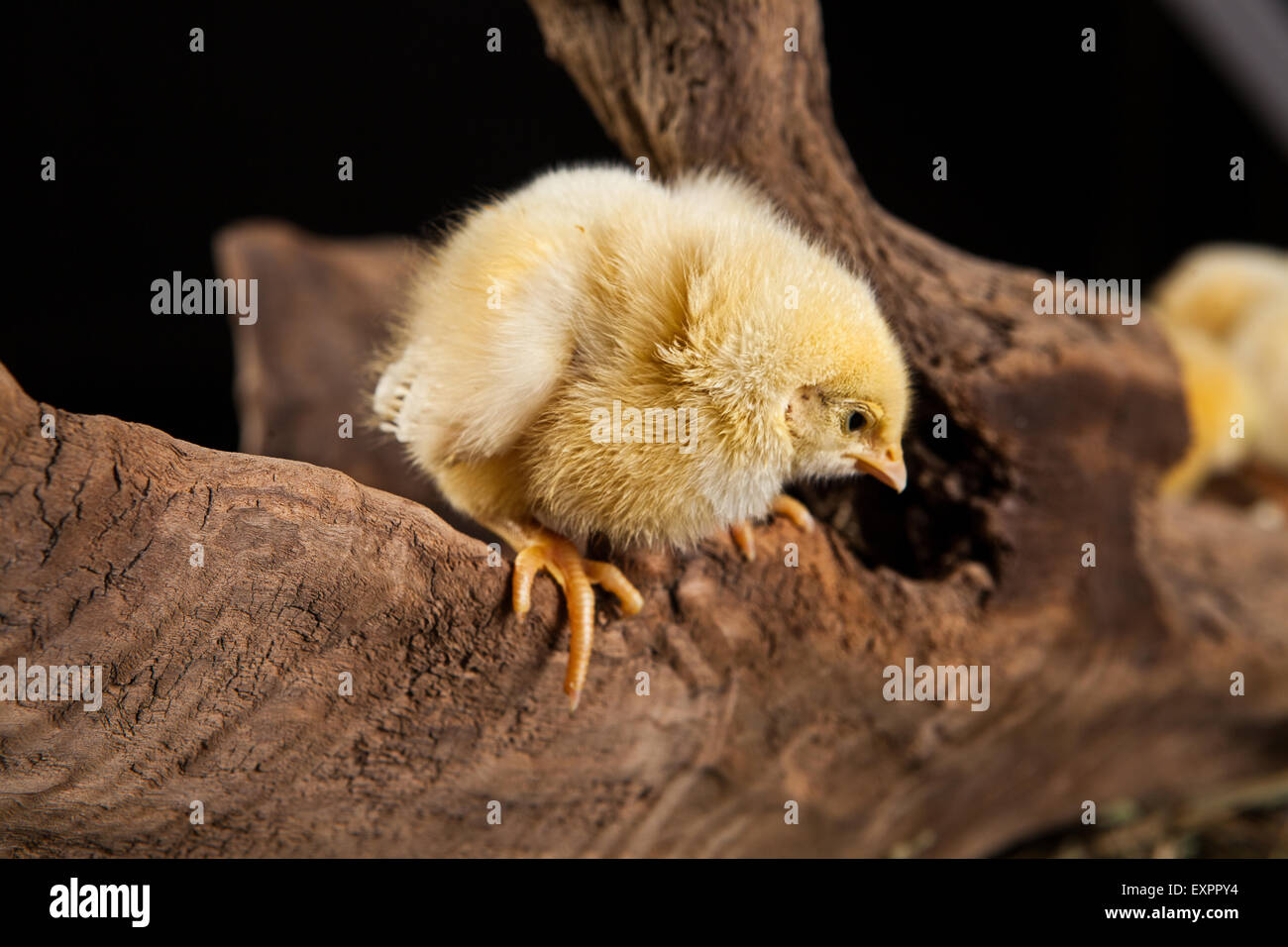 Animales Aves pollo animales aislados de aves de corral Aves mascotas animales bebé en shot studio pequeños lindo color interno de fondo Foto de stock