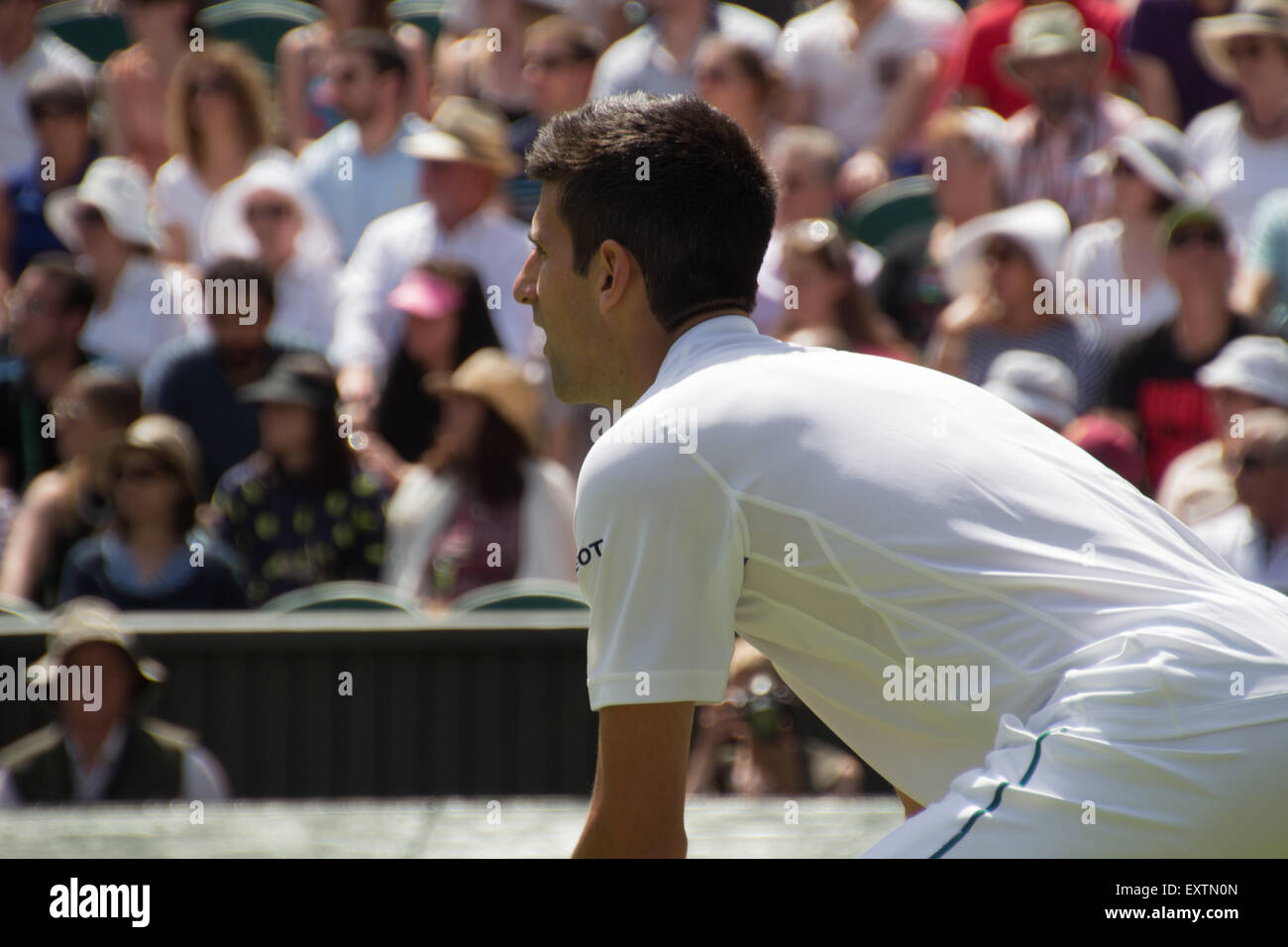 Novak Djokovic, el centro de la Cancha, Wimbledon 2015 El día 1 Foto de stock