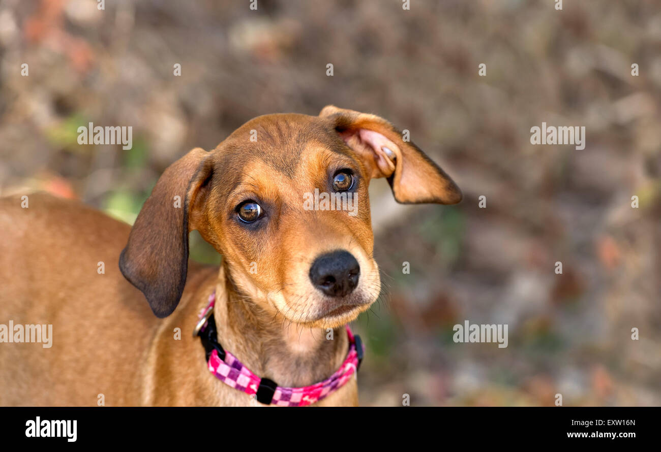 Cachorro feliz busca closeup sonriendo al aire libre Foto de stock