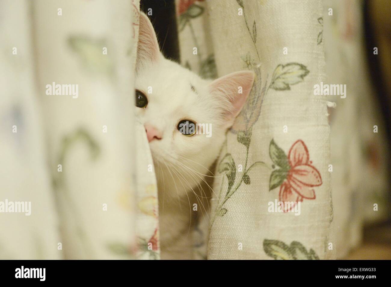 Gato de mirar detrás de la cortina Foto de stock