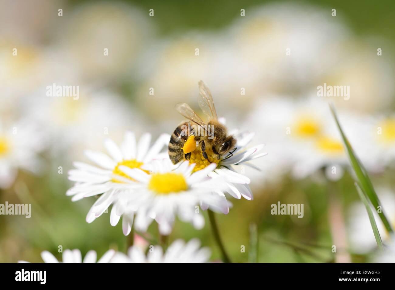 Close-up de una abeja de miel occidental sobre una política común de daisy Foto de stock