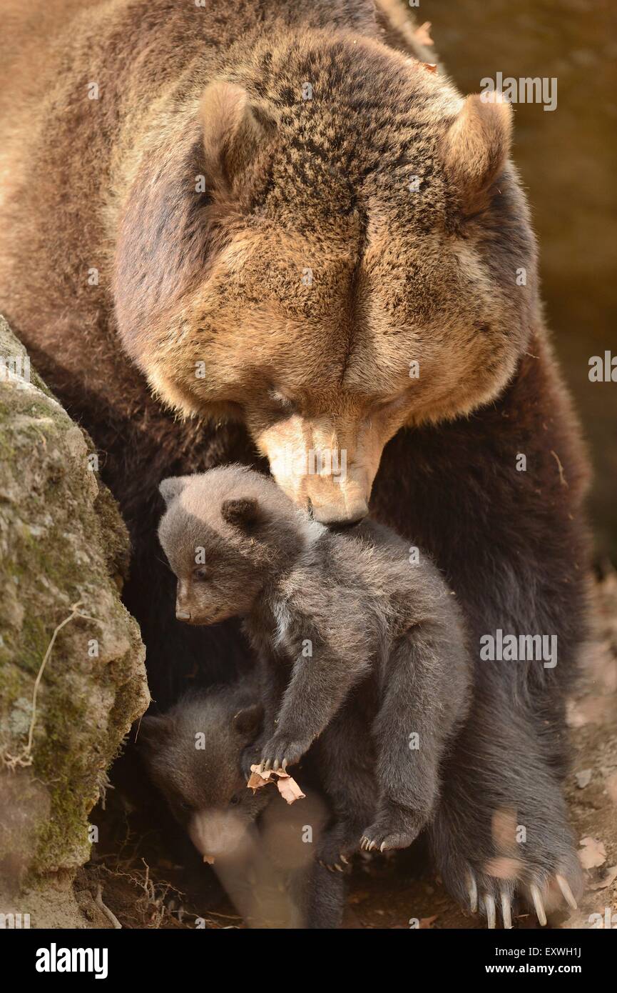 Oso pardo (Ursus arctos) cub con la madre en el Parque Nacional del Bosque Bávaro, Alemania Foto de stock