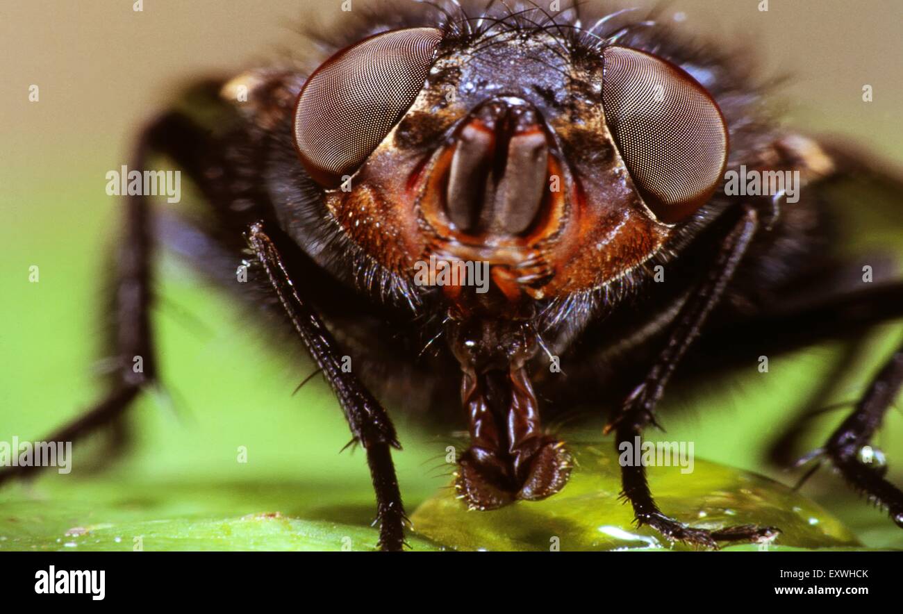 La mosca comiendo Foto de stock