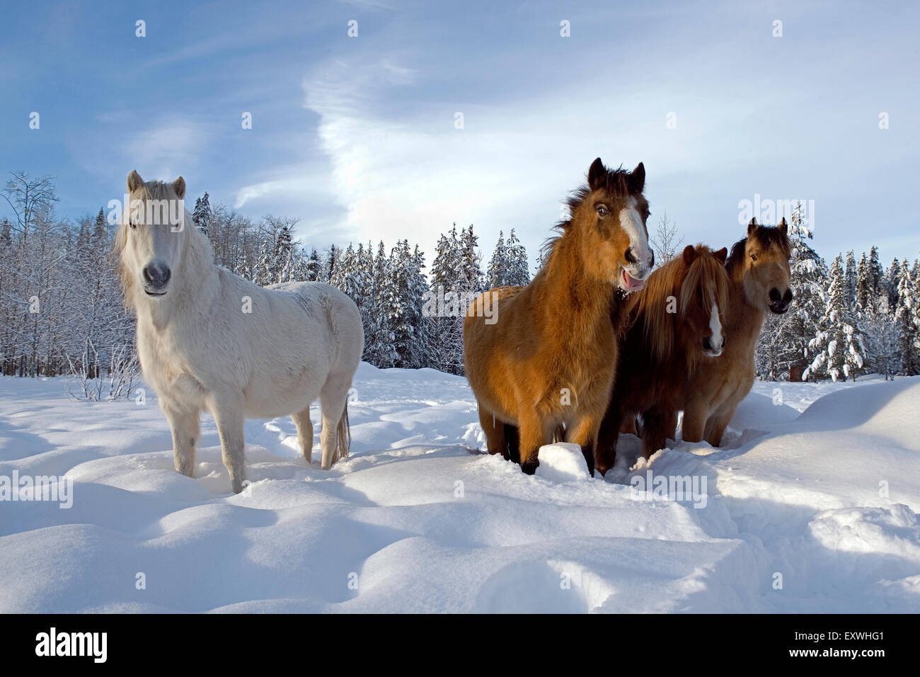 Welsh ponis, Grupo de pie en la pradera en nieve profunda Foto de stock