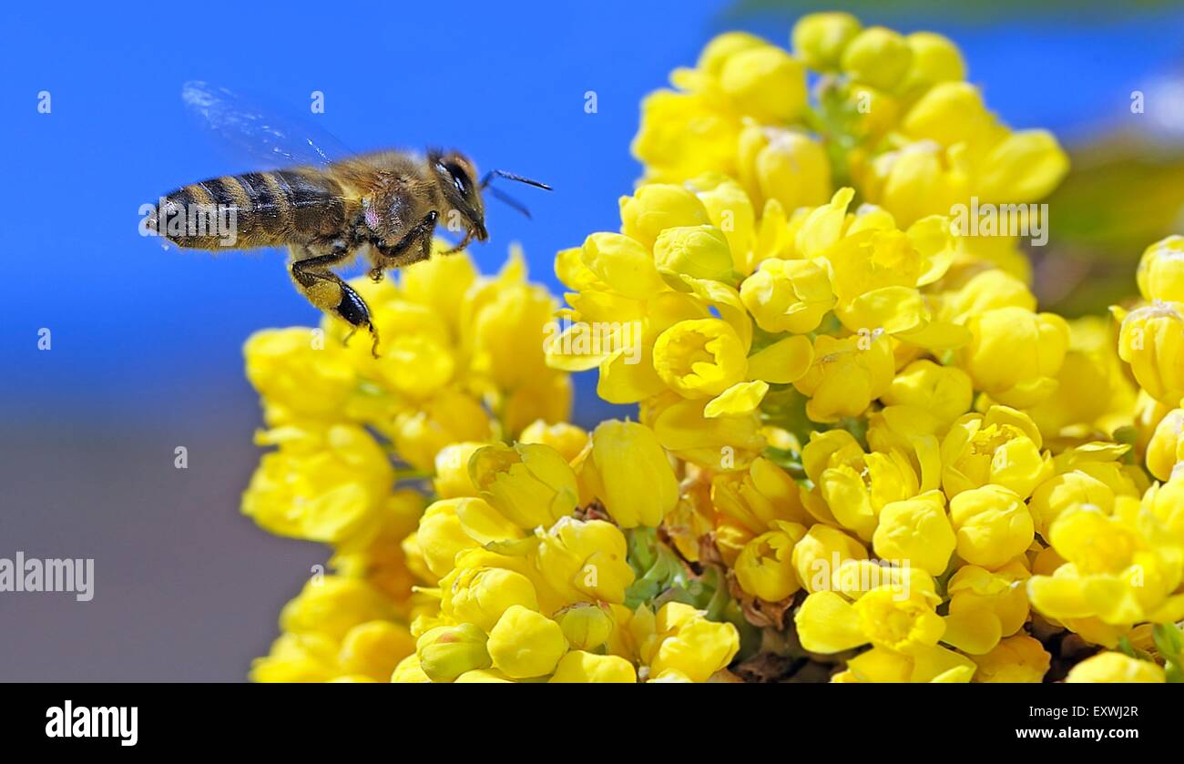 Abeja de miel, Apis mellifera, forrajeo nectar Foto de stock