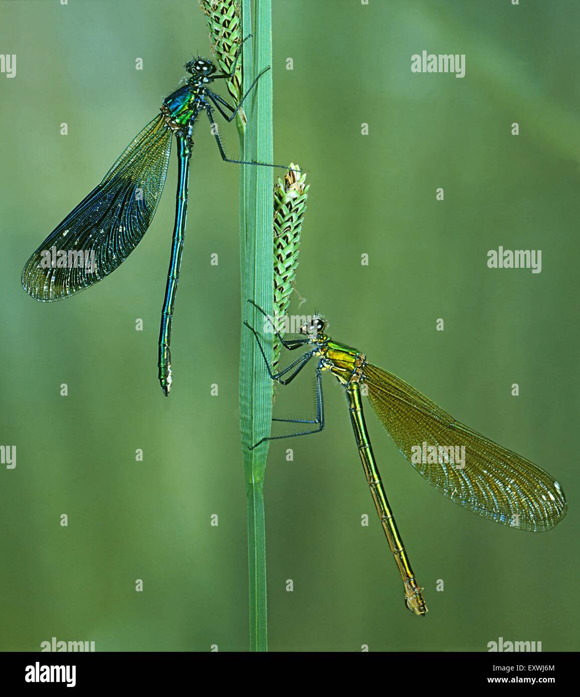 Dos bandas Les Demoiselles, Calopteryx splendens Foto de stock