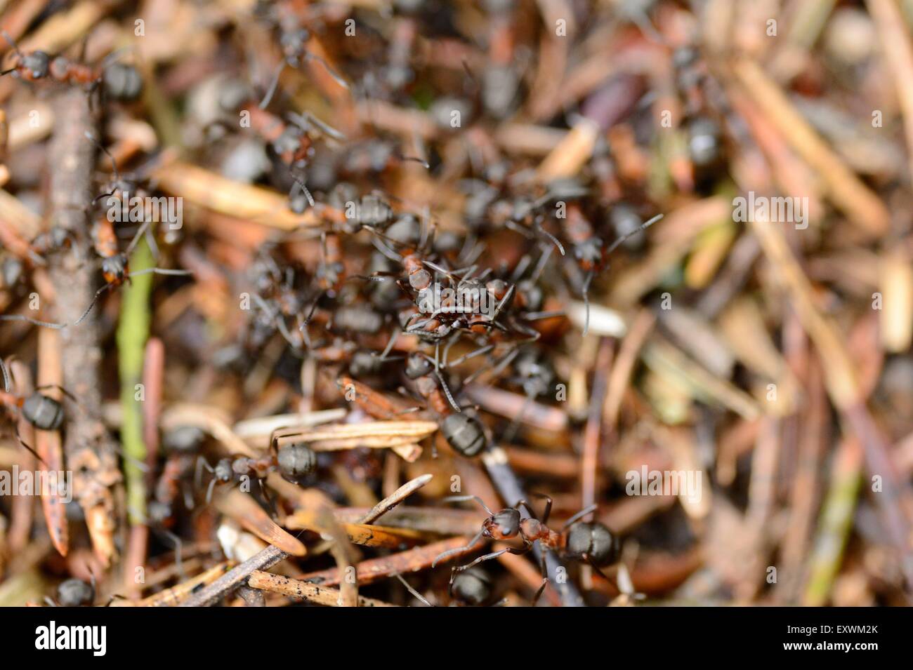 Las hormigas en un hormiguero de madera Foto de stock