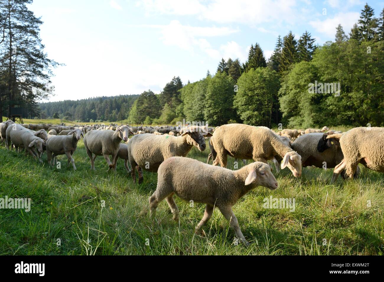 Rebaño de ovejas en una pradera, el Alto Palatinado, Baviera, Alemania Foto de stock