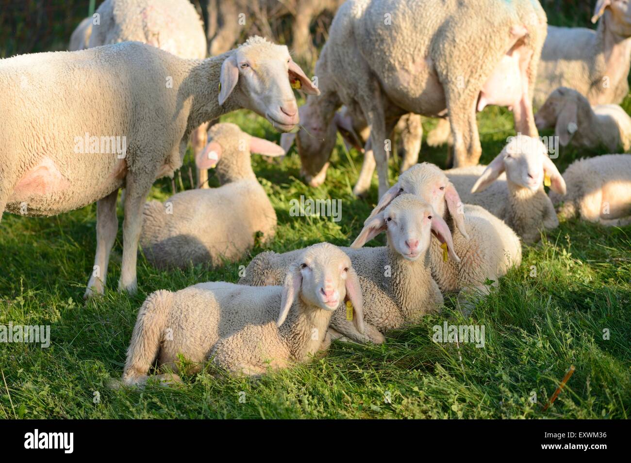 Rebaño de ovejas en una pradera, el Alto Palatinado, Baviera, Alemania Foto de stock