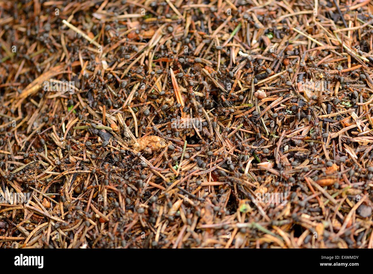 Las hormigas en un hormiguero de madera Foto de stock