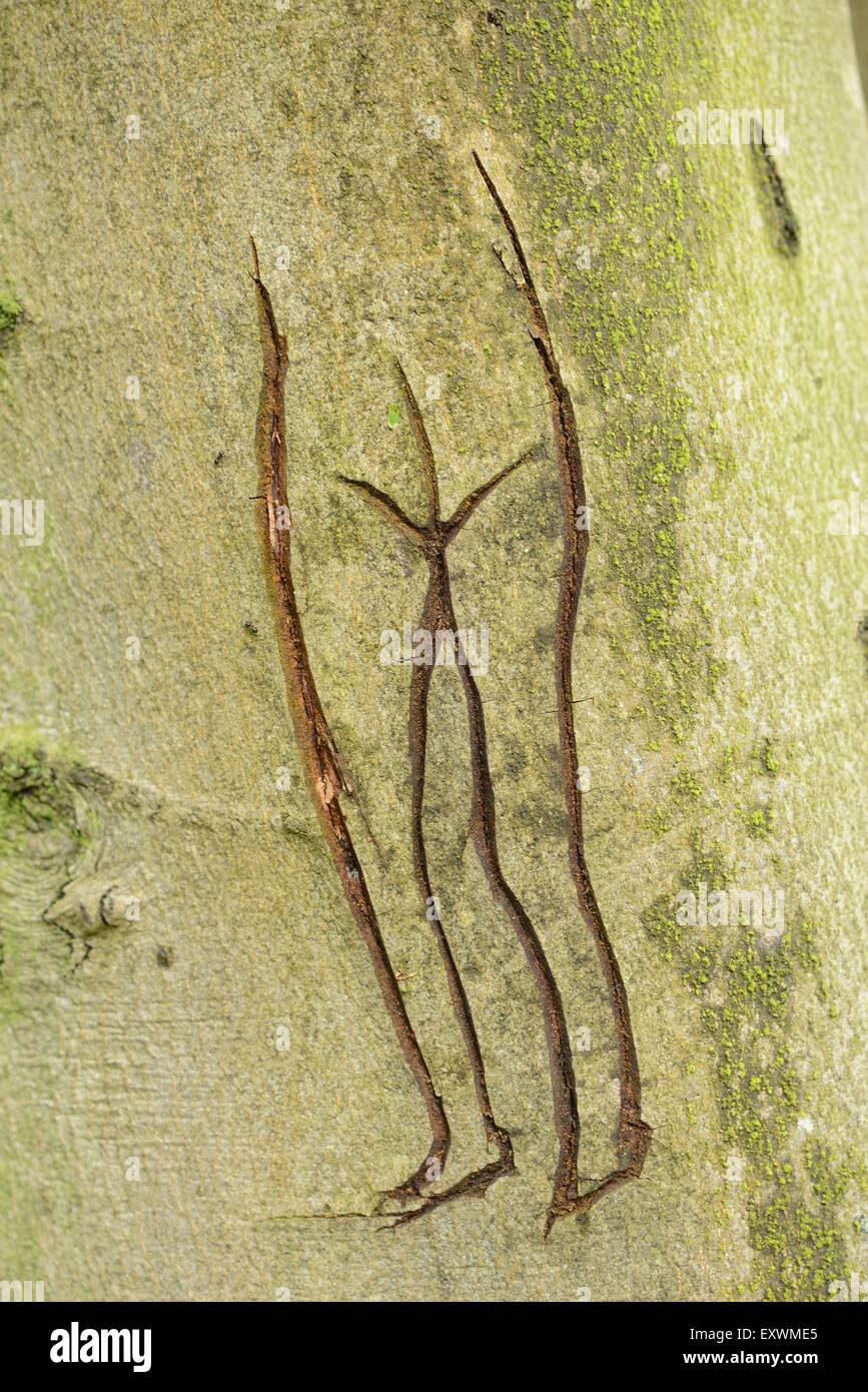Boceto de una parte inferior del cuerpo de una mujer sobre un árbol haya común Foto de stock