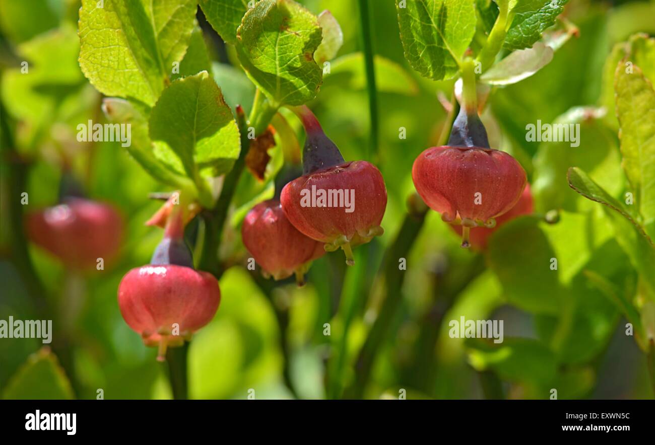 Florece de huckleberry Foto de stock