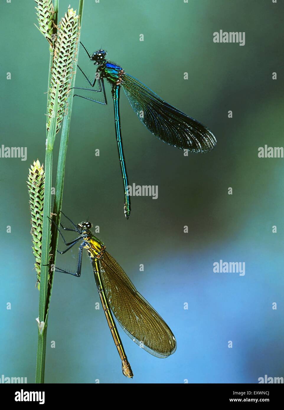 Dos hermosos Les Demoiselles, Calopteryx virgo Foto de stock