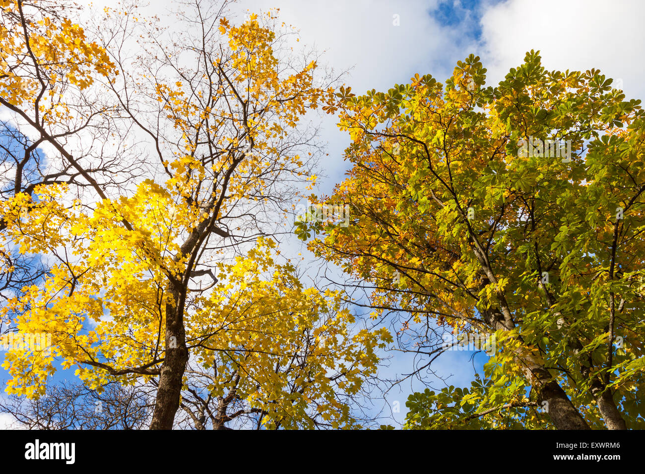 Caen las hojas de los árboles de arce en un cielo azul con nubes blancas Foto de stock