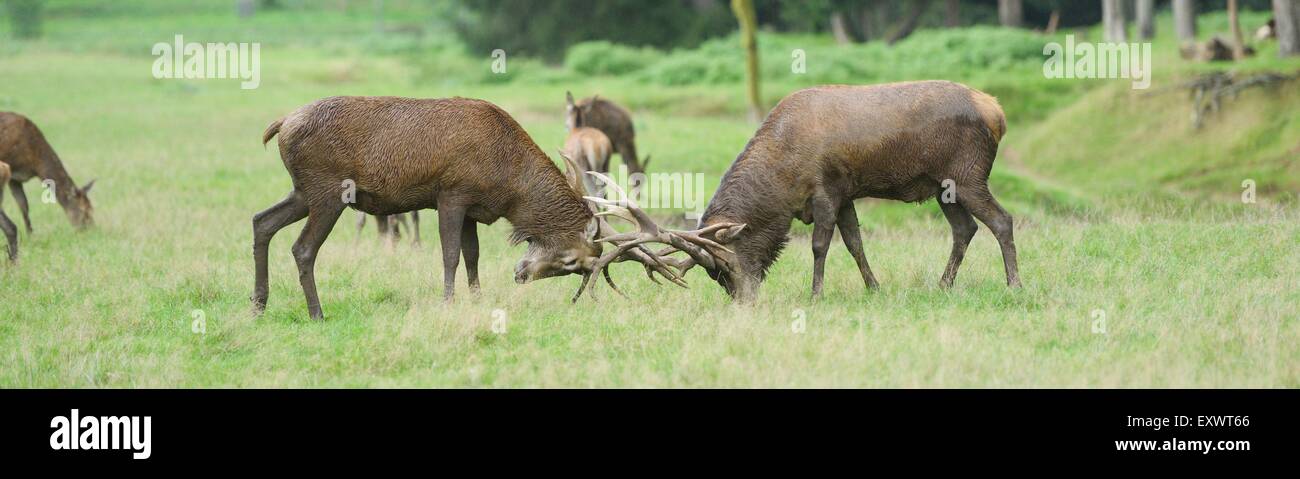 Dos ciervos machos en celo temporada luchando en una pradera Foto de stock