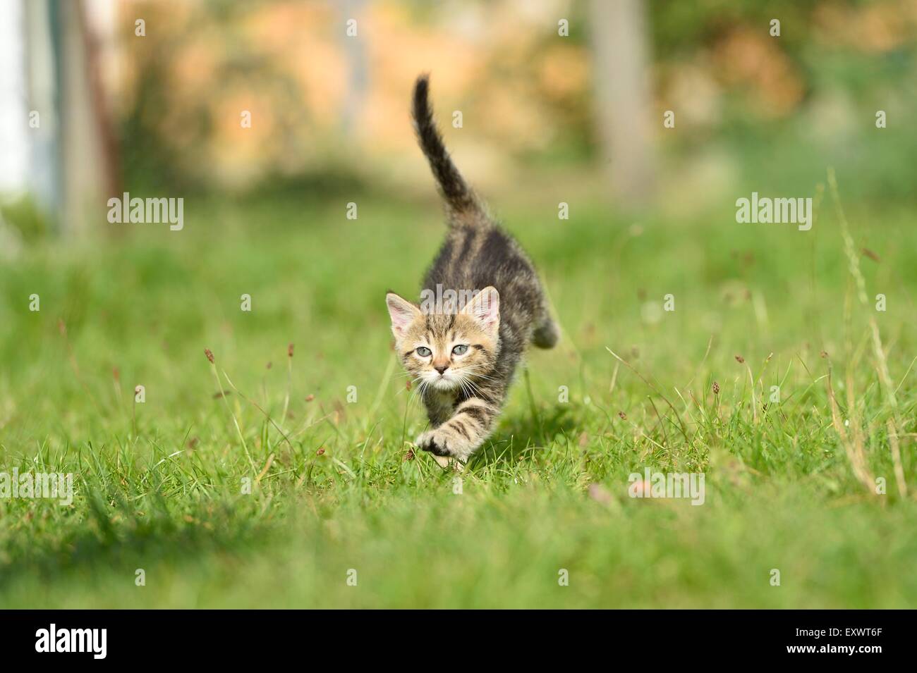 Gato doméstico gatito corriendo en una pradera Fotografía de stock - Alamy