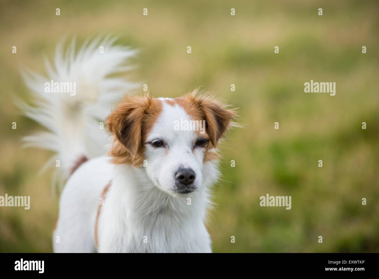 Retrato de mujer mongrel dog Foto de stock