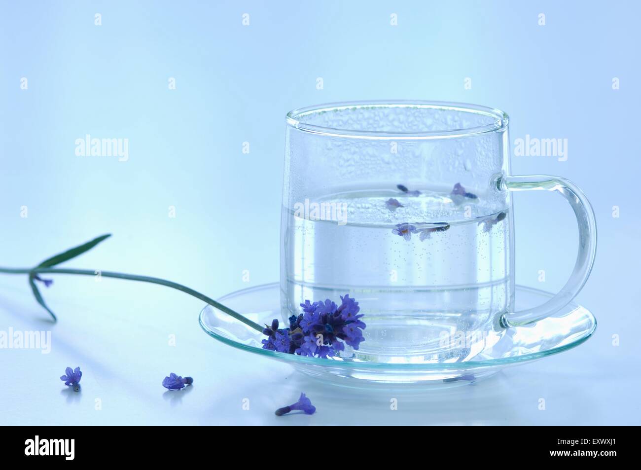 Flores de lavanda y lavanda en una taza de agua Foto de stock