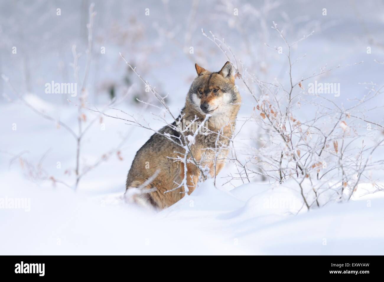 Unión Wolf, el bosque bávaro, Baviera, Alemania, Europa Foto de stock