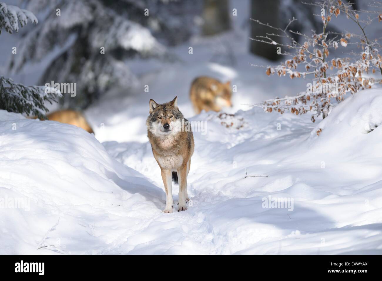 Lobos europeos, el bosque bávaro, Baviera, Alemania, Europa Foto de stock