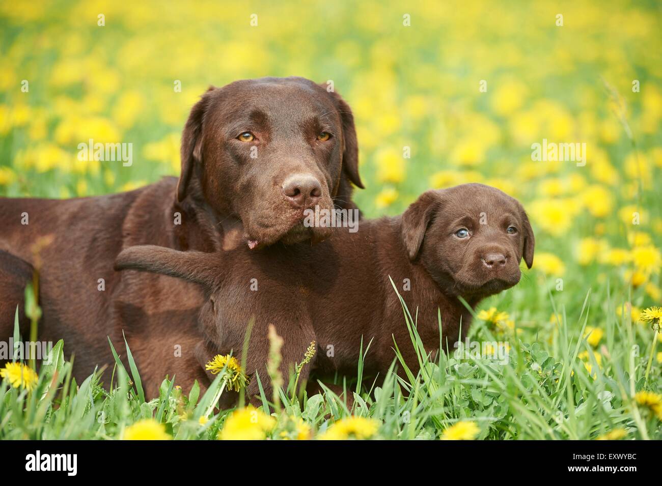 El labrador y el cachorro, el Alto Palatinado, Baviera, Alemania, Europa Foto de stock
