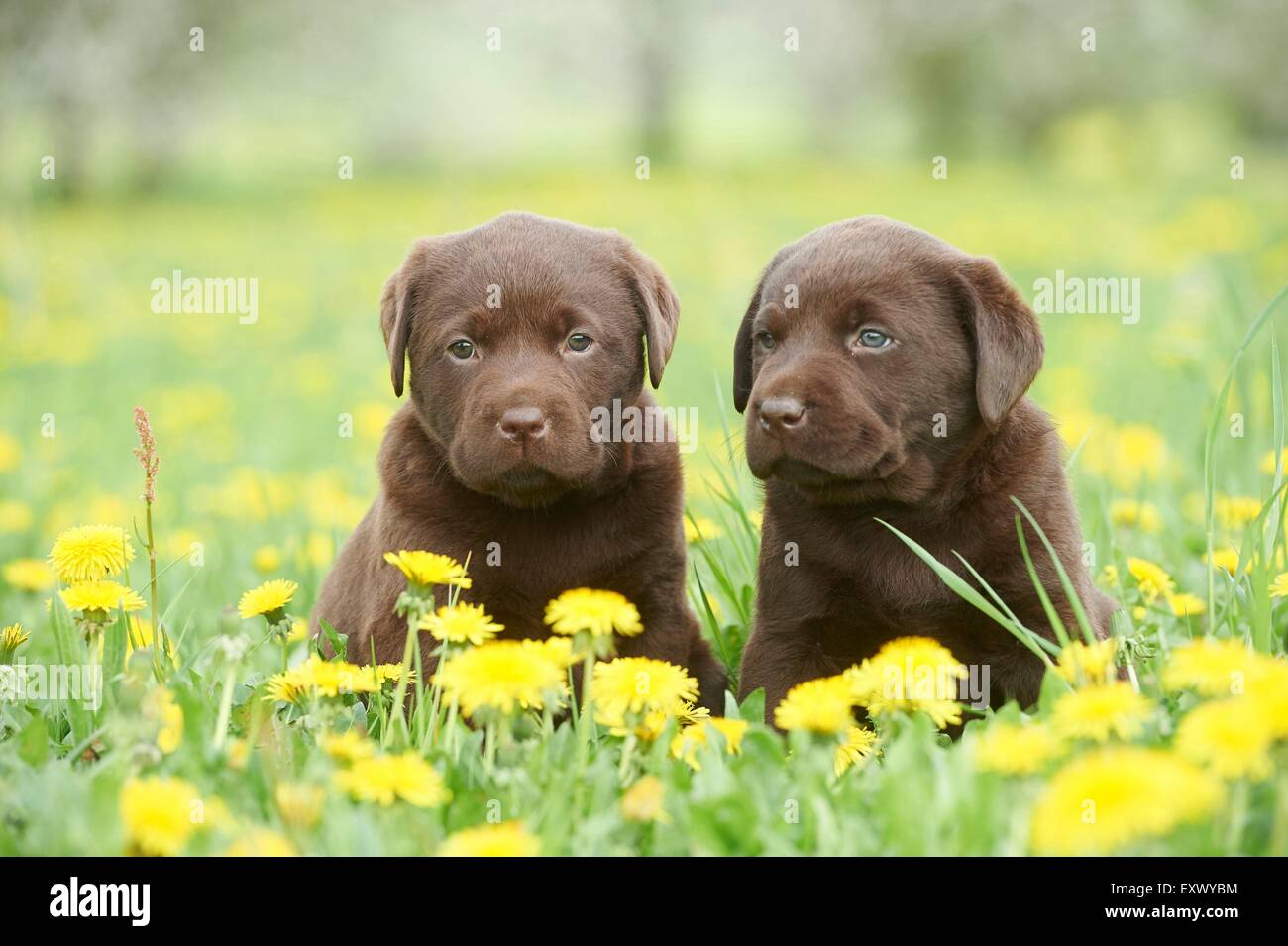 Cachorros Labrador, el Alto Palatinado, Baviera, Alemania, Europa Foto de stock