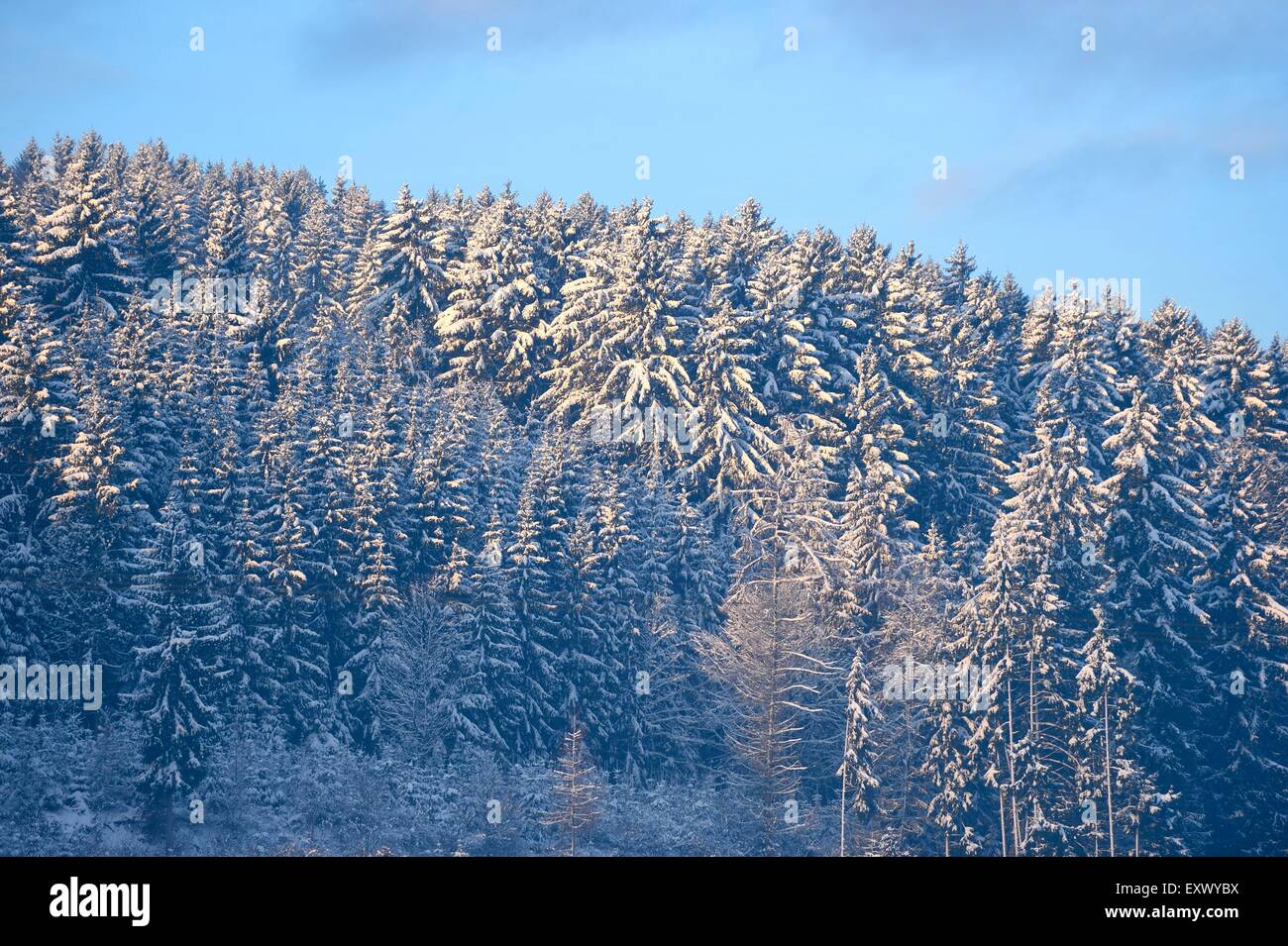 Noruega piceas, Picea abies, en invierno, el Alto Palatinado, Baviera, Alemania, Europa Foto de stock