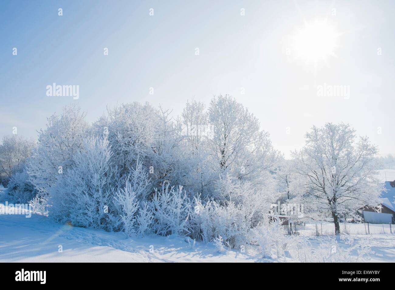 Los arbustos y los árboles en invierno, el Alto Palatinado, Baviera, Alemania, Europa Foto de stock