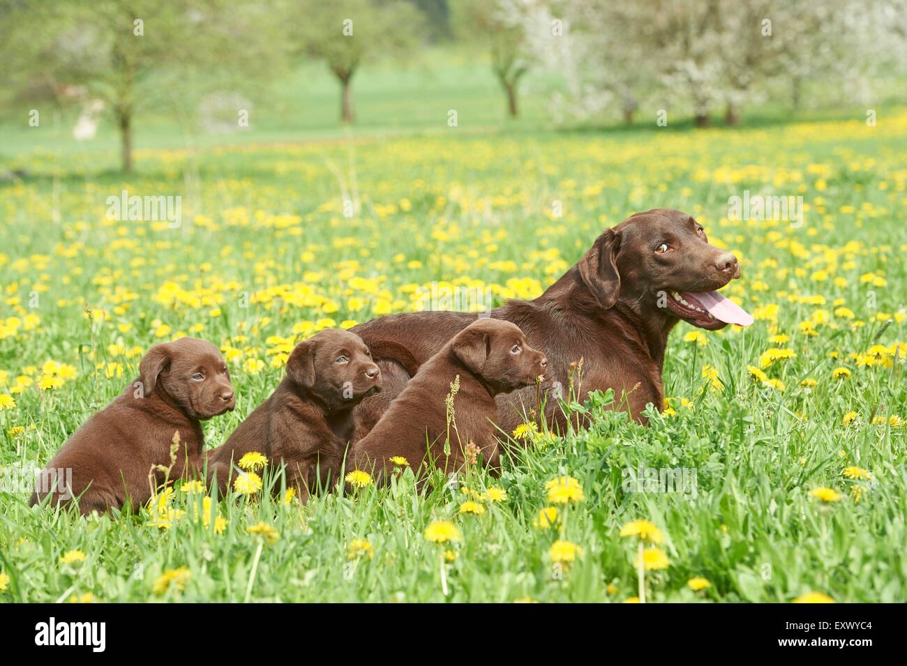 Y Cachorros Labrador, el Alto Palatinado, Baviera, Alemania, Europa Foto de stock