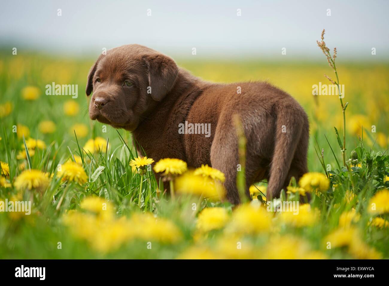 Cachorro de Labrador, el Alto Palatinado, Baviera, Alemania, Europa Foto de stock