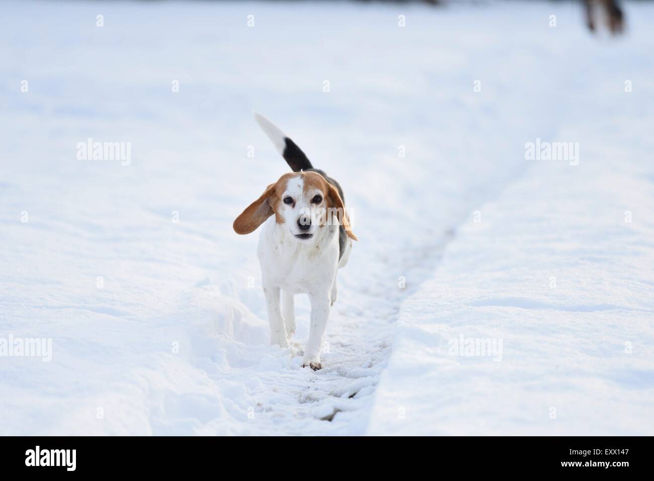 Beagle girando en la nieve Foto de stock