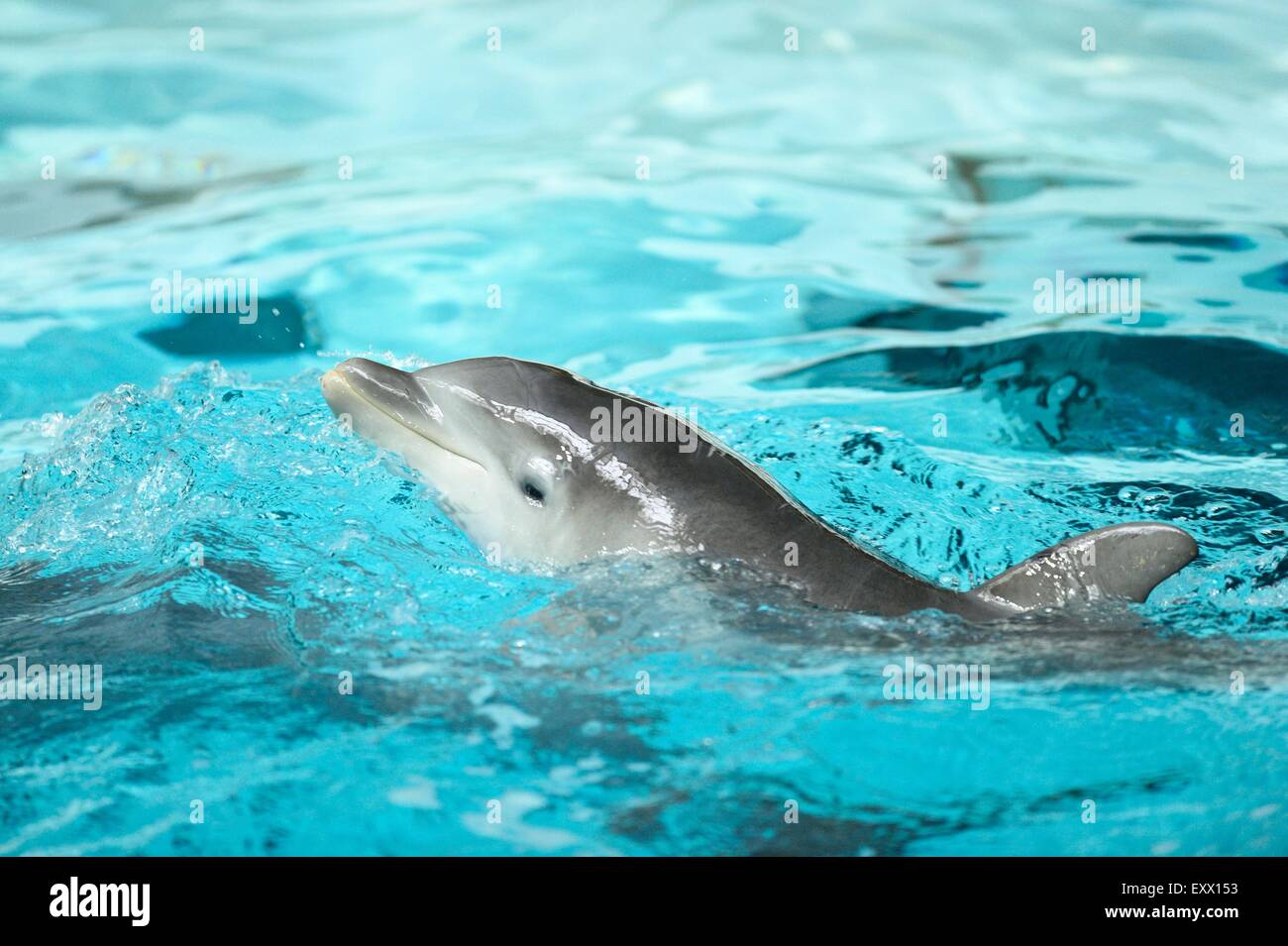 Joven delfín mular común en un zoológico Foto de stock