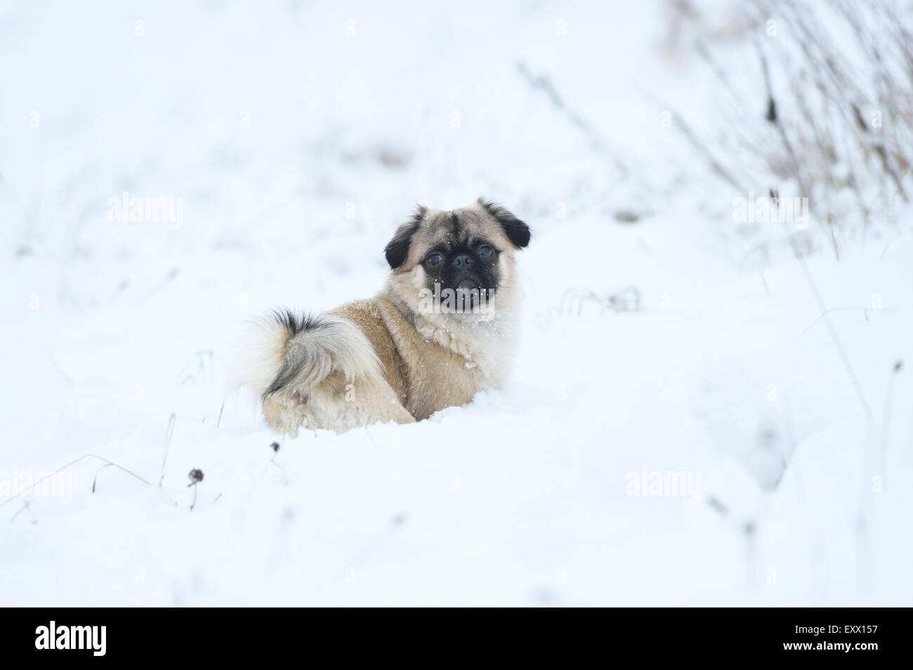 Chihuahua y pug perro mezcla en la nieve Foto de stock