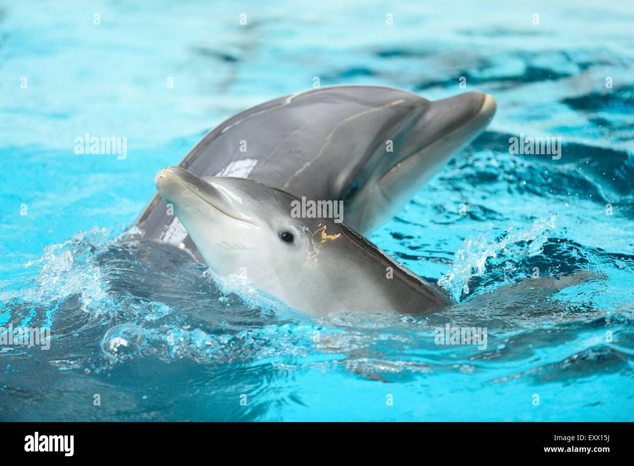 Joven delfín mular común con su madre en un zoológico Foto de stock