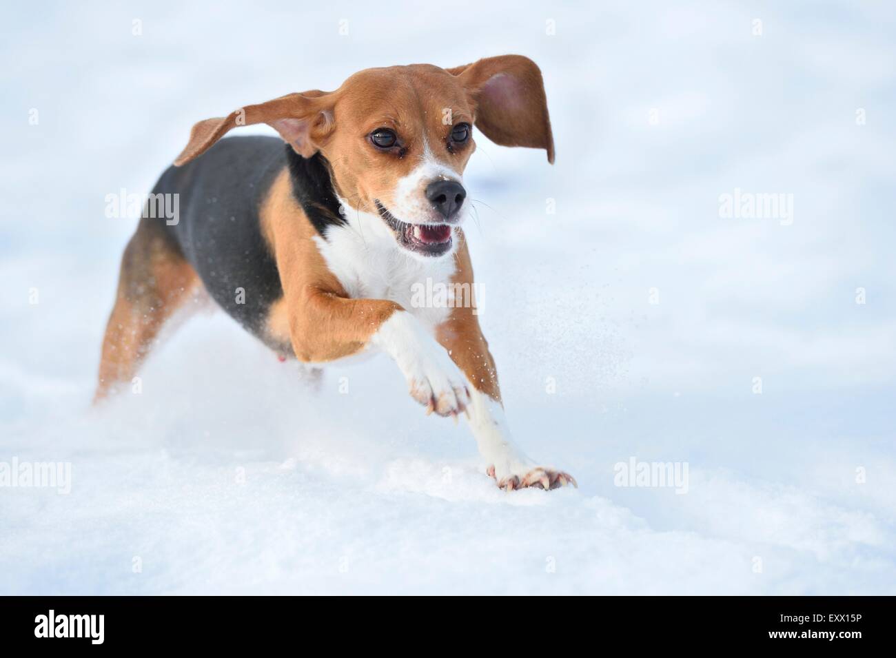 Beagle girando en la nieve Foto de stock
