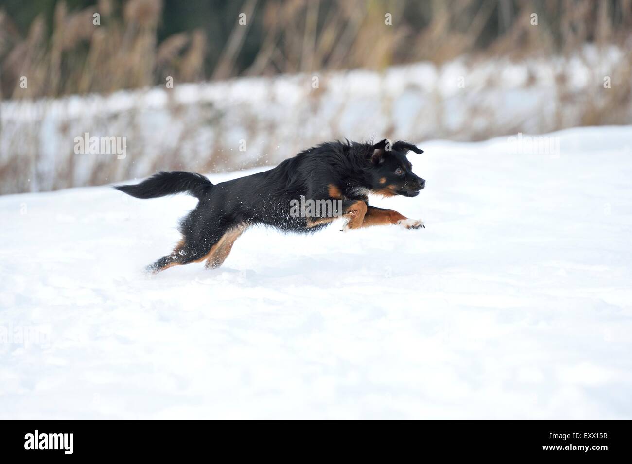 Mongrel perro corriendo en la nieve Foto de stock
